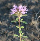 род Thymus