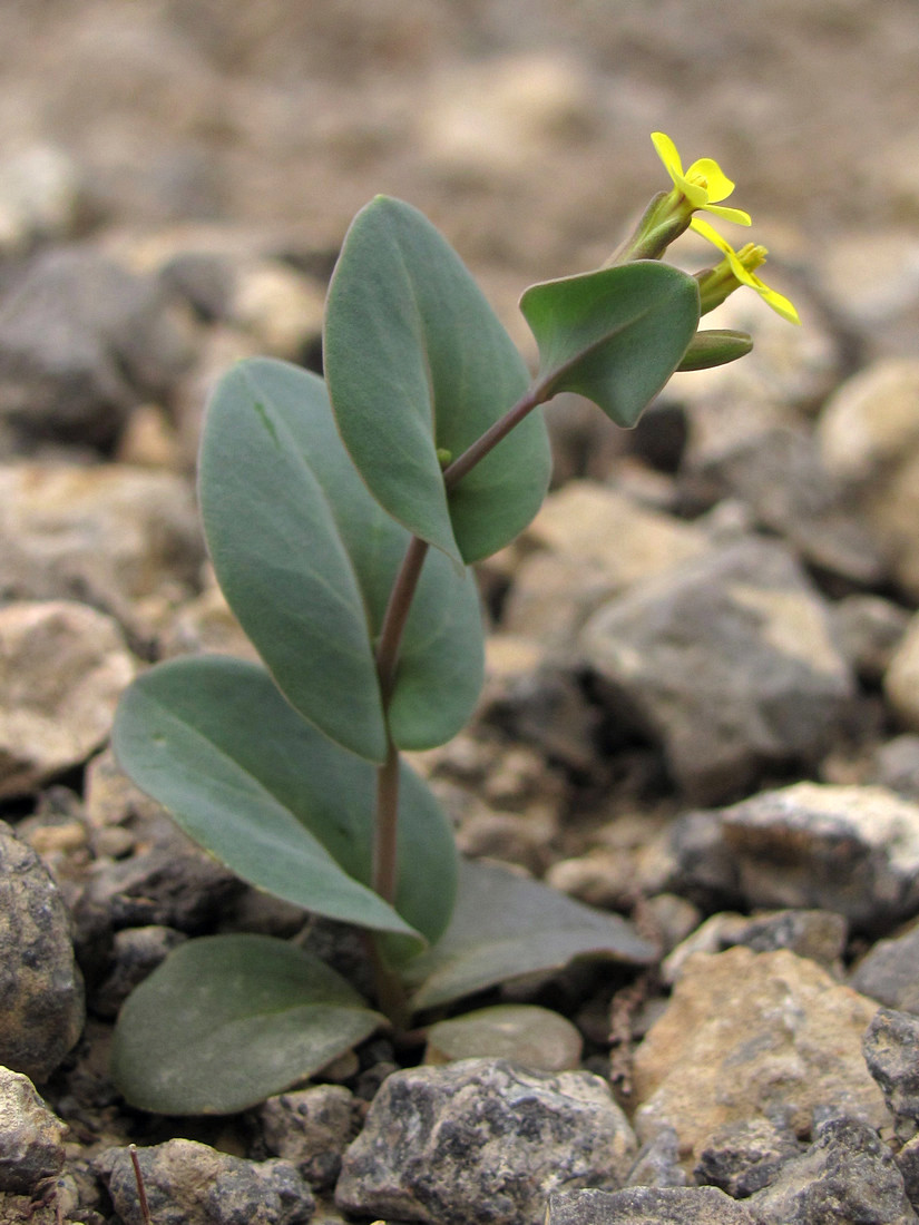 Image of Conringia clavata specimen.