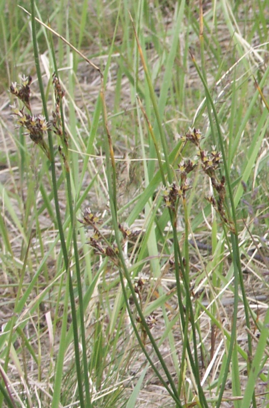 Image of Juncus balticus specimen.