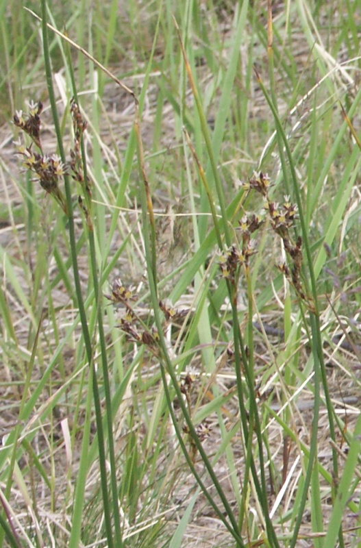 Изображение особи Juncus balticus.