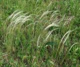 Stipa pennata. Цветущие растения. Иркутская обл., Иркутский р-н, окр. дер. Жердовка, остепнённый луг. 16.06.2016.