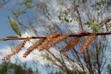 Chosenia arbutifolia