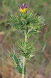Cousinia syrdarjensis