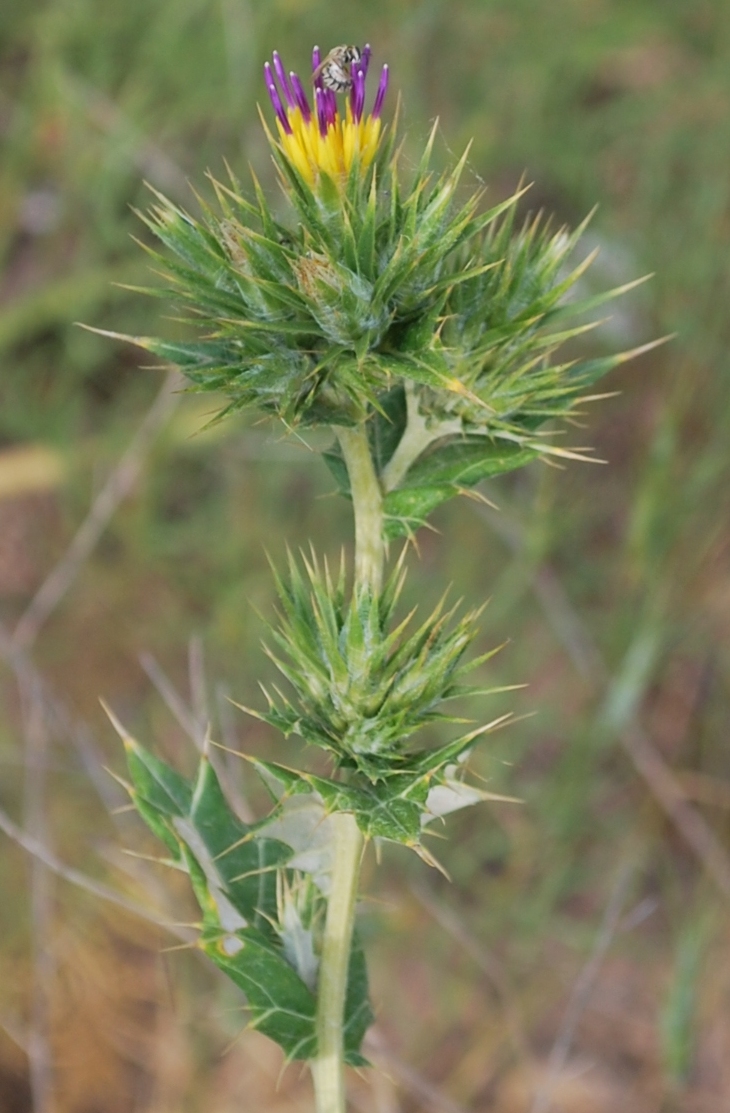 Image of Cousinia syrdarjensis specimen.