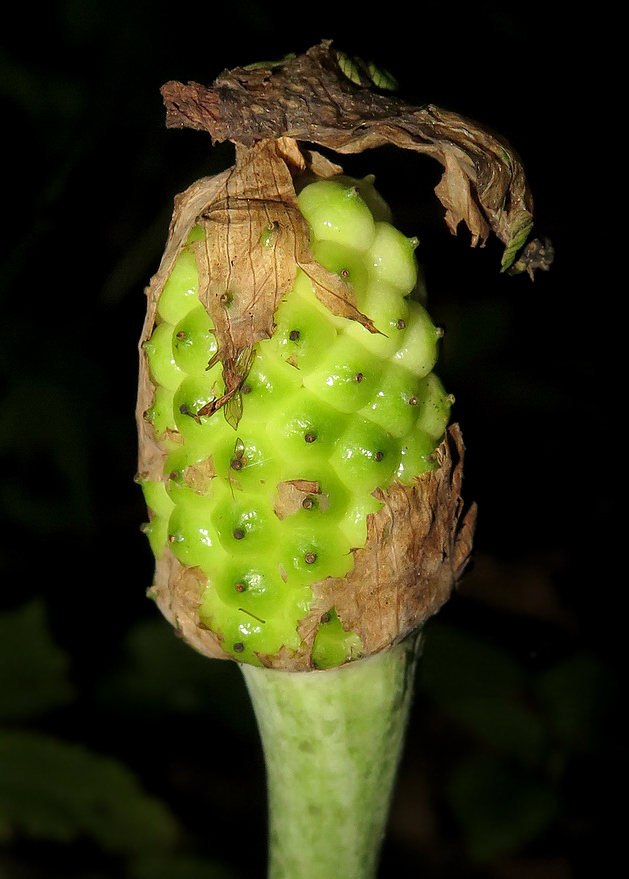 Image of Arisaema robustum specimen.