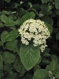 Viburnum lantana. Соцветие и листья. ФРГ, земля Северный Рейн-Вестфалия, р-н Ойскирхен, окр. г. Бланкенхайм, заросли кустарников. 28 мая 2010 г.