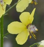 Verbascum roripifolium
