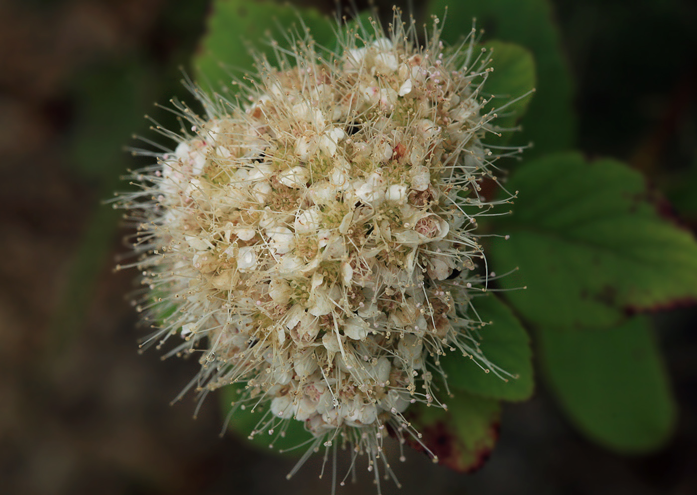 Image of Spiraea betulifolia specimen.