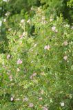 Rosa glabrifolia