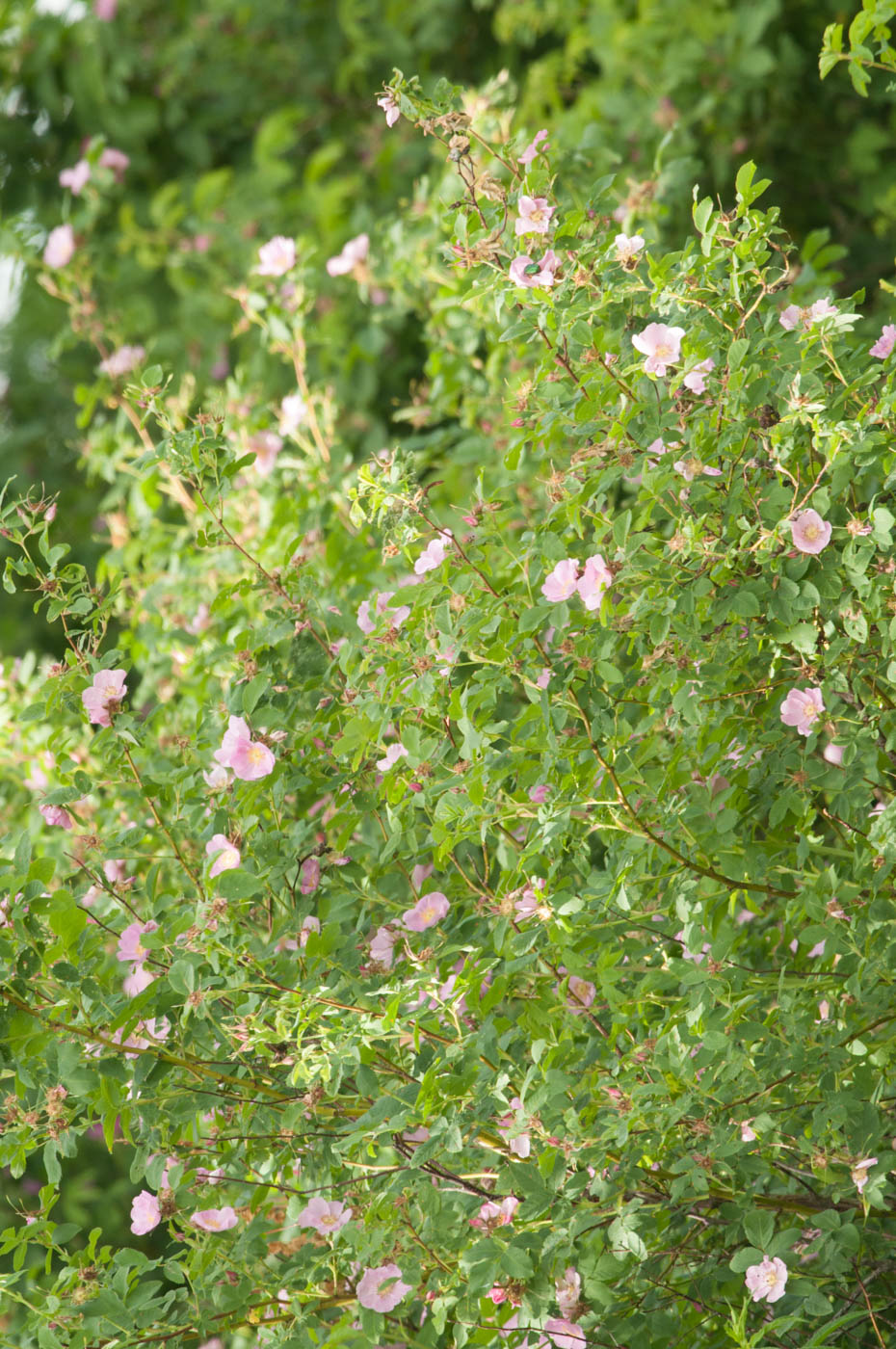 Изображение особи Rosa glabrifolia.