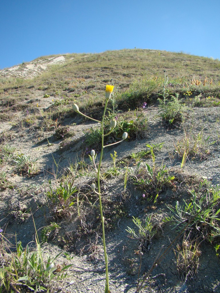 Image of Crepis pannonica specimen.