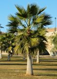 familia Arecaceae. Вегетирующее растение. Испания, автономное сообщество Эстремадура, провинция Бадахос, г. Бадахос, озеленение. Январь.