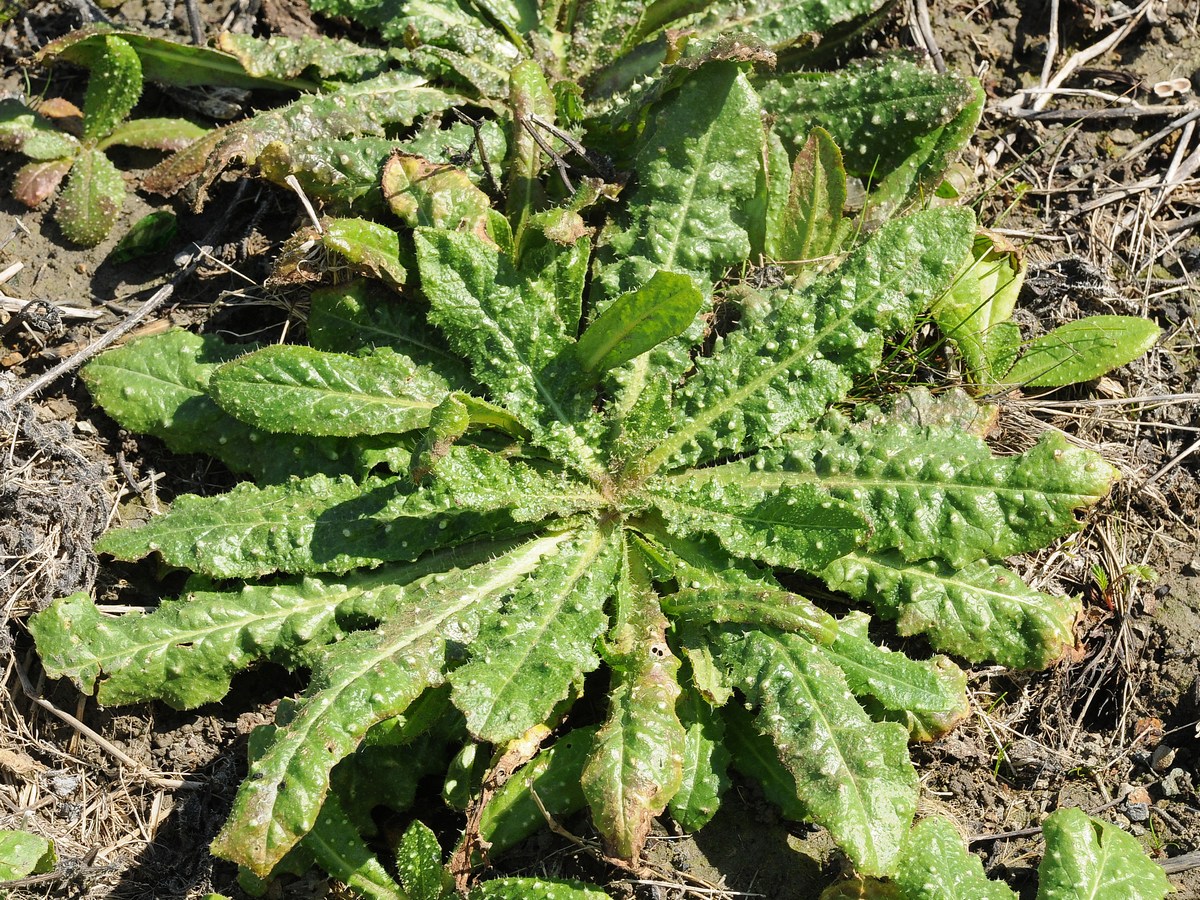 Image of Helminthotheca echioides specimen.