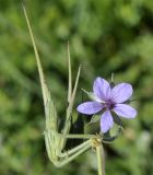 Erodium ciconium