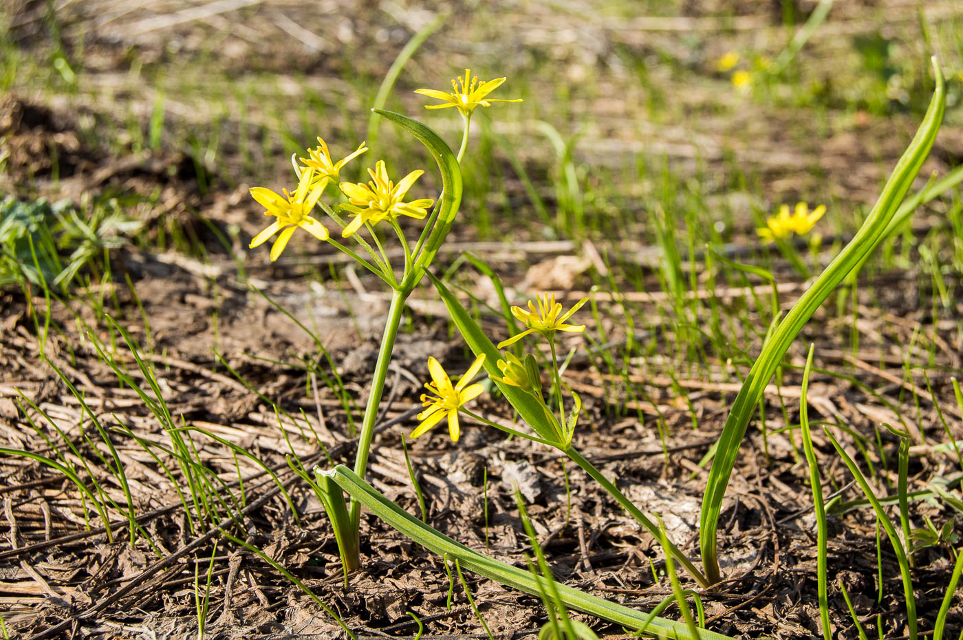 Image of Gagea lutea specimen.