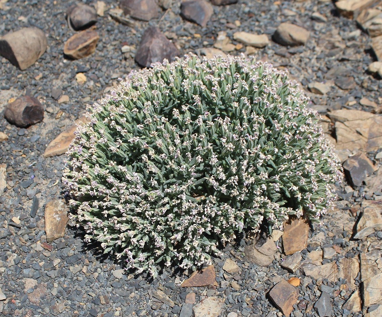 Image of Acanthophyllum transhyrcanum specimen.