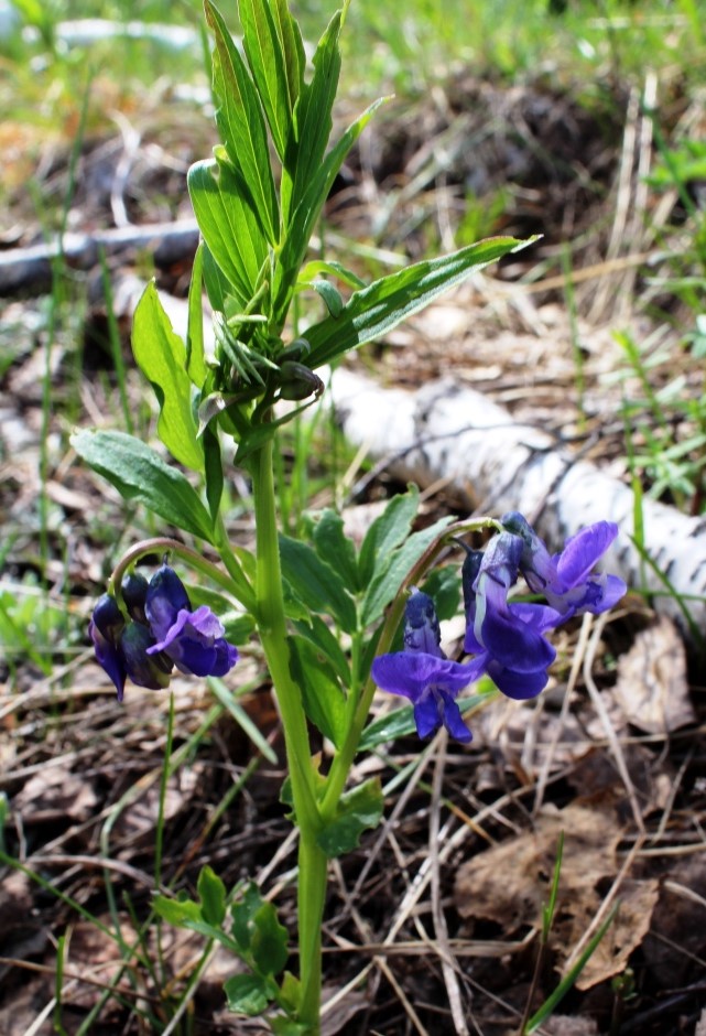 Изображение особи Lathyrus frolovii.