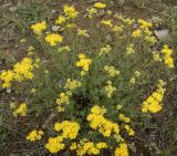 Hypericum scabrum