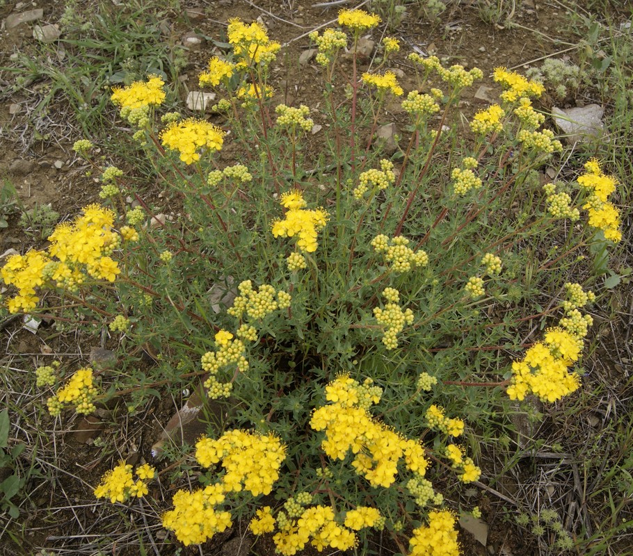 Image of Hypericum scabrum specimen.