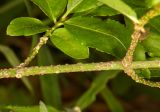 Euonymus verrucosus. Часть ветви. Молдова, Оргеевский р-н, с. Ватич, окраина дубово-грабового леса. 28.05.2017.