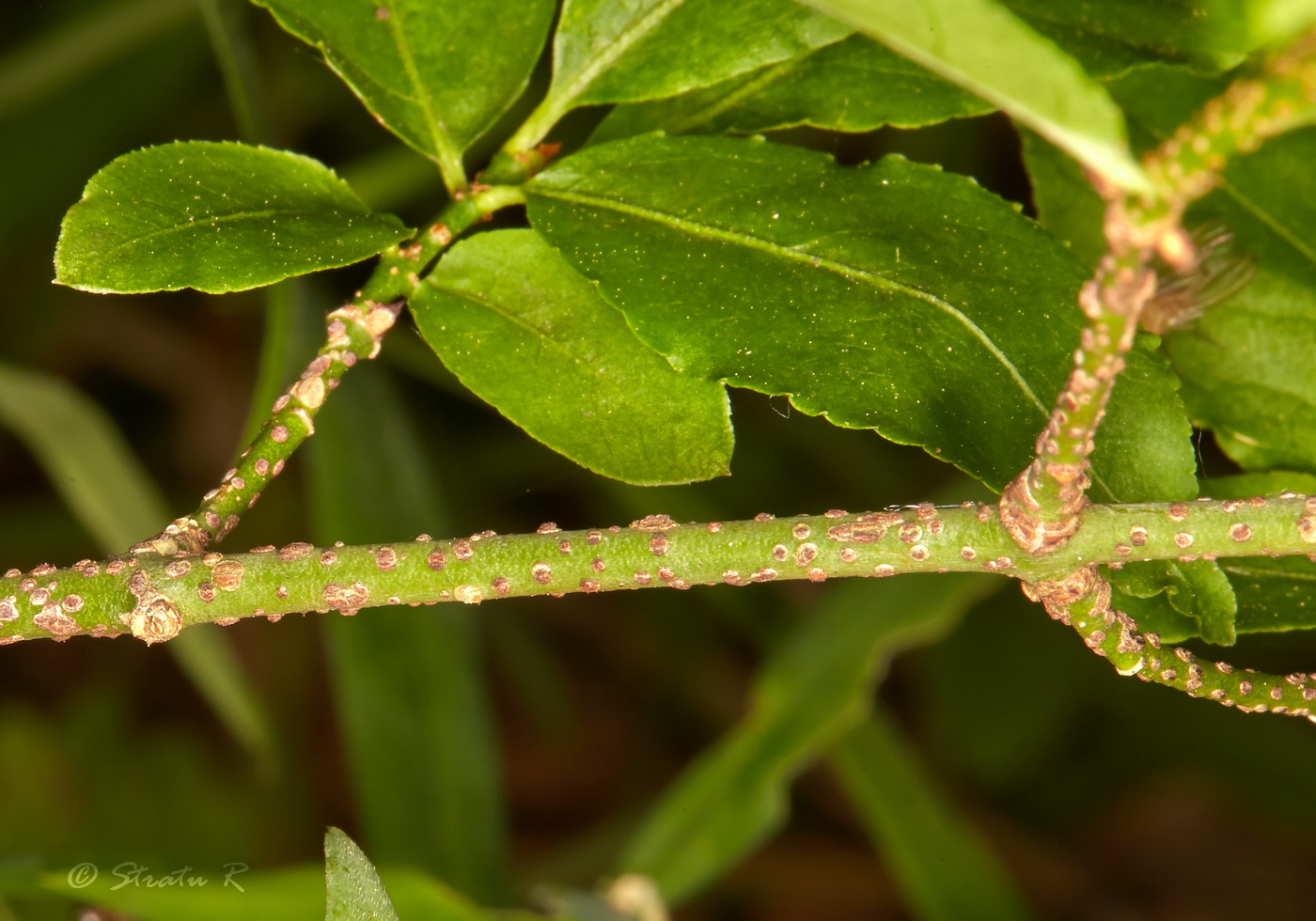 Изображение особи Euonymus verrucosus.