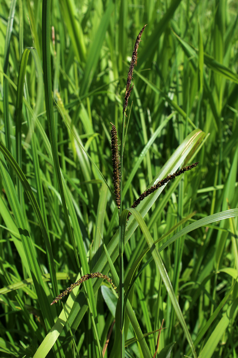 Изображение особи Carex acuta.