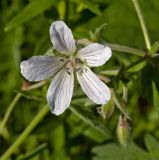 Geranium asiaticum. Цветок. Башкортостан, долина р. Юрюзань ниже г. Усть-Катав, склон Жеребчикова гребня, разреженный смешанный лес. 11 июня 2017 г.