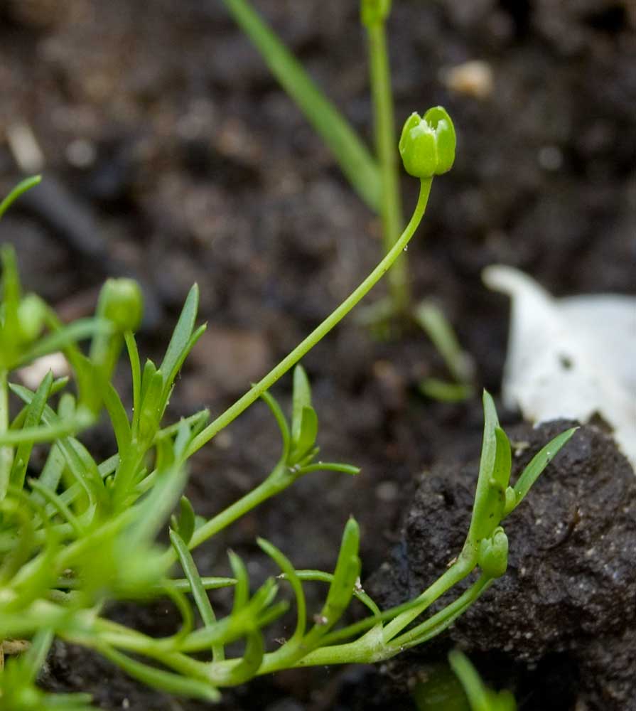 Image of Sagina procumbens specimen.