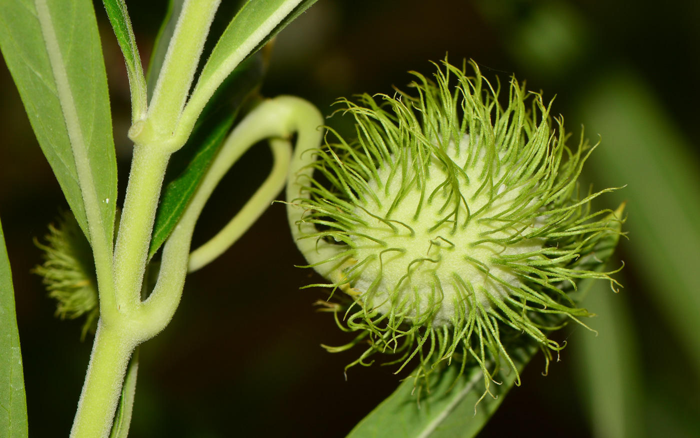 Изображение особи Gomphocarpus physocarpus.