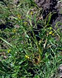 Ranunculus sceleratus. Цветущее растение. Монголия, аймак Завхан, долина р. Идэр-Гол, ≈ 1600 м н.у.м., топкий берег реки. 07.06.2017.