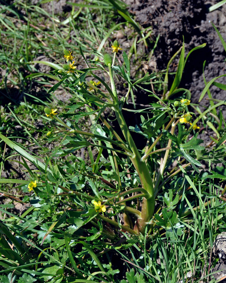 Изображение особи Ranunculus sceleratus.