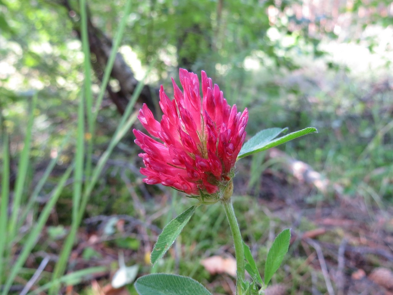 Изображение особи Trifolium pratense.