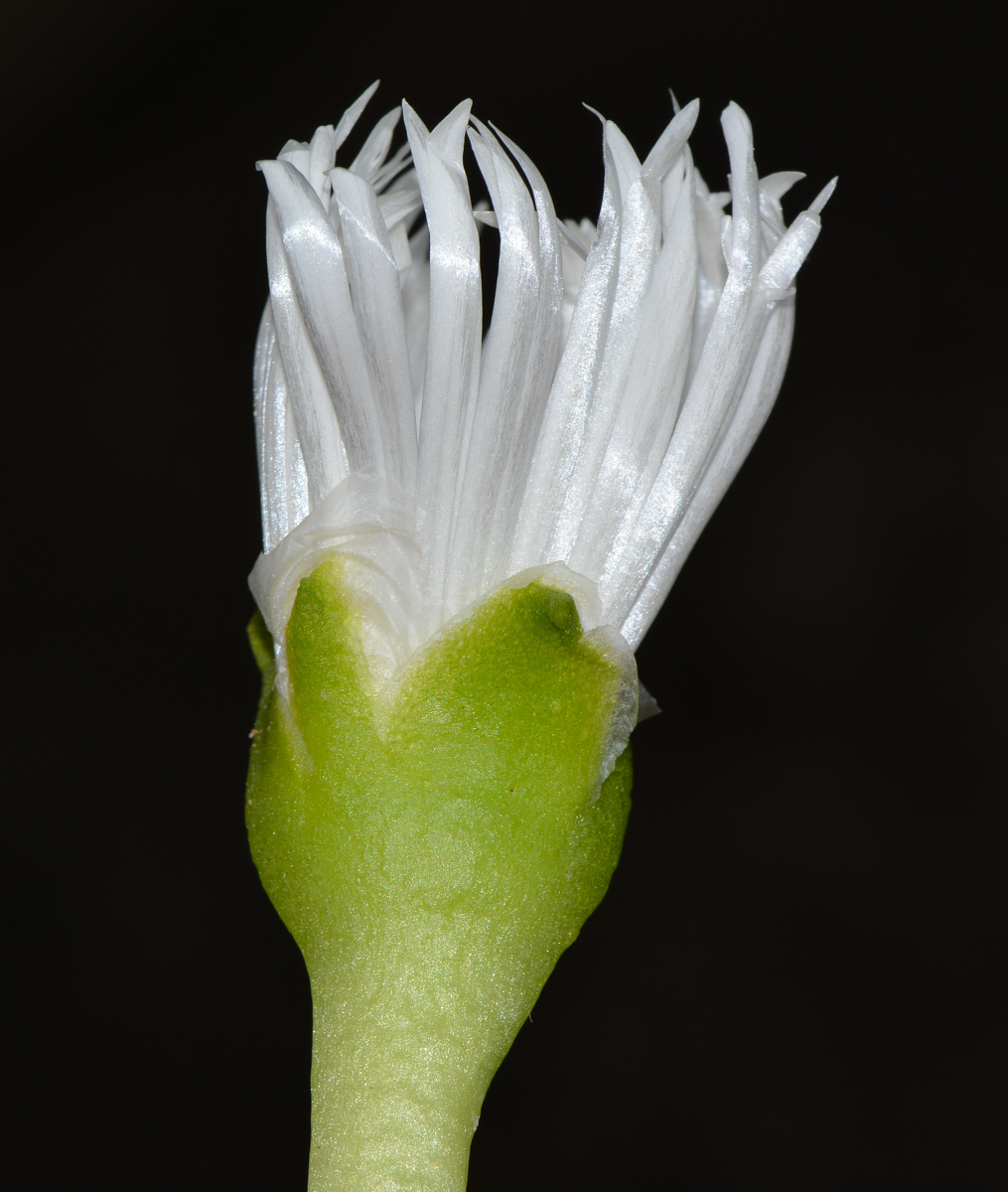 Изображение особи Glottiphyllum linguiforme.