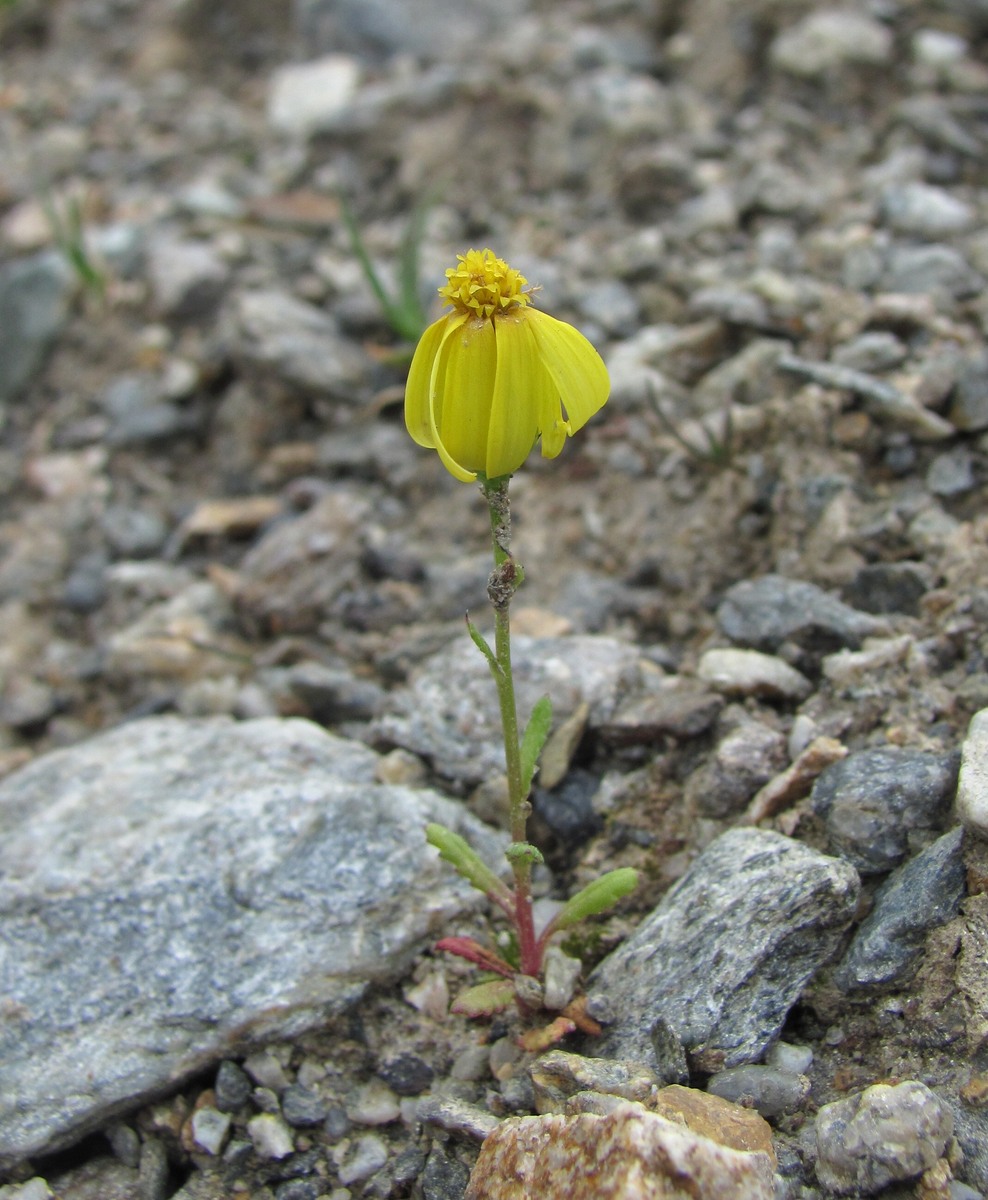 Изображение особи Senecio sosnovskyi.