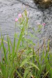 Epilobium hirsutum. Цветущее и плодоносящее растение. Ленинградская обл., Кингисеппский р-н, окр. дер. Большая Пустомержа, р. Нейма. 10.08.2017.
