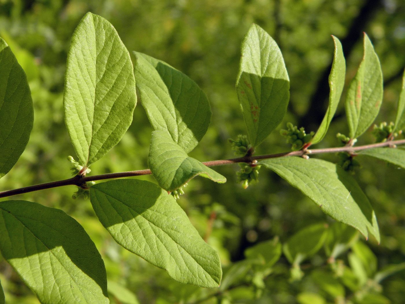 Изображение особи Symphoricarpos orbiculatus.