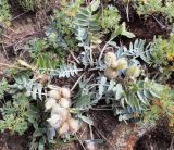 Oxytropis nitens