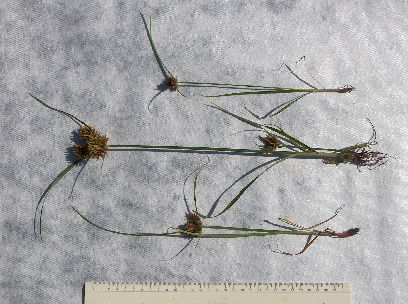 Изображение особи Cyperus glomeratus.