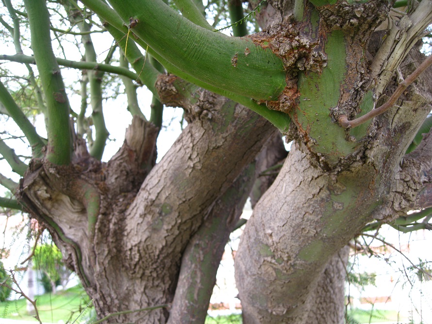 Image of Parkinsonia aculeata specimen.