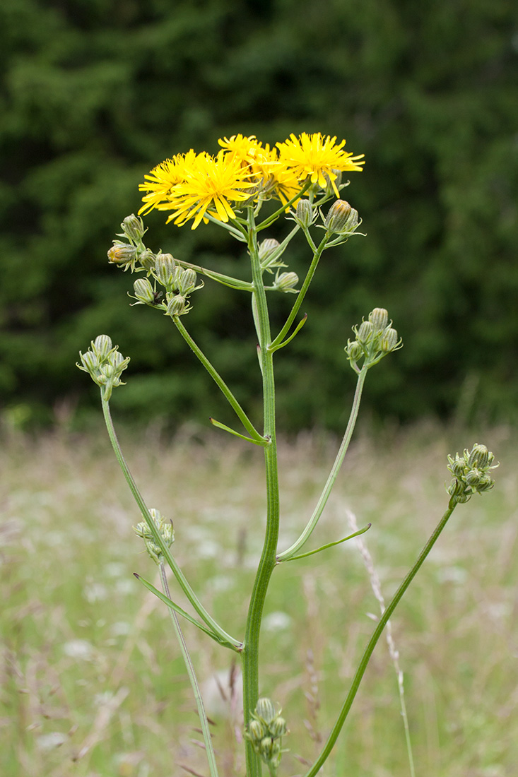 Изображение особи Crepis biennis.