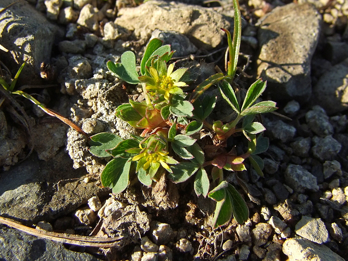 Изображение особи Sibbaldia procumbens.