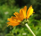 Heliopsis helianthoides ssp. scabra