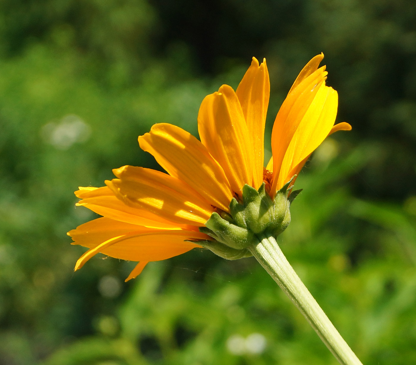 Изображение особи Heliopsis helianthoides ssp. scabra.