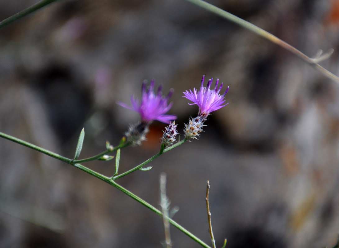 Изображение особи Centaurea pseudosquarrosa.