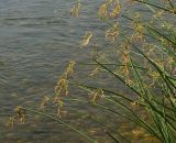 Schoenoplectus lacustris