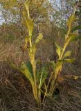 Senecio macrophyllus