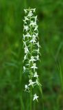 Platanthera × mixta. Соцветие. Приморский край, Ольгинский р-н, окр. пгт Ольга, устье р. Аввакумовка на левом берегу, белоберёзово-дубовый лес на приморской песчаной террасе. 05.07.2017.