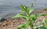 Senecio pseudoarnica