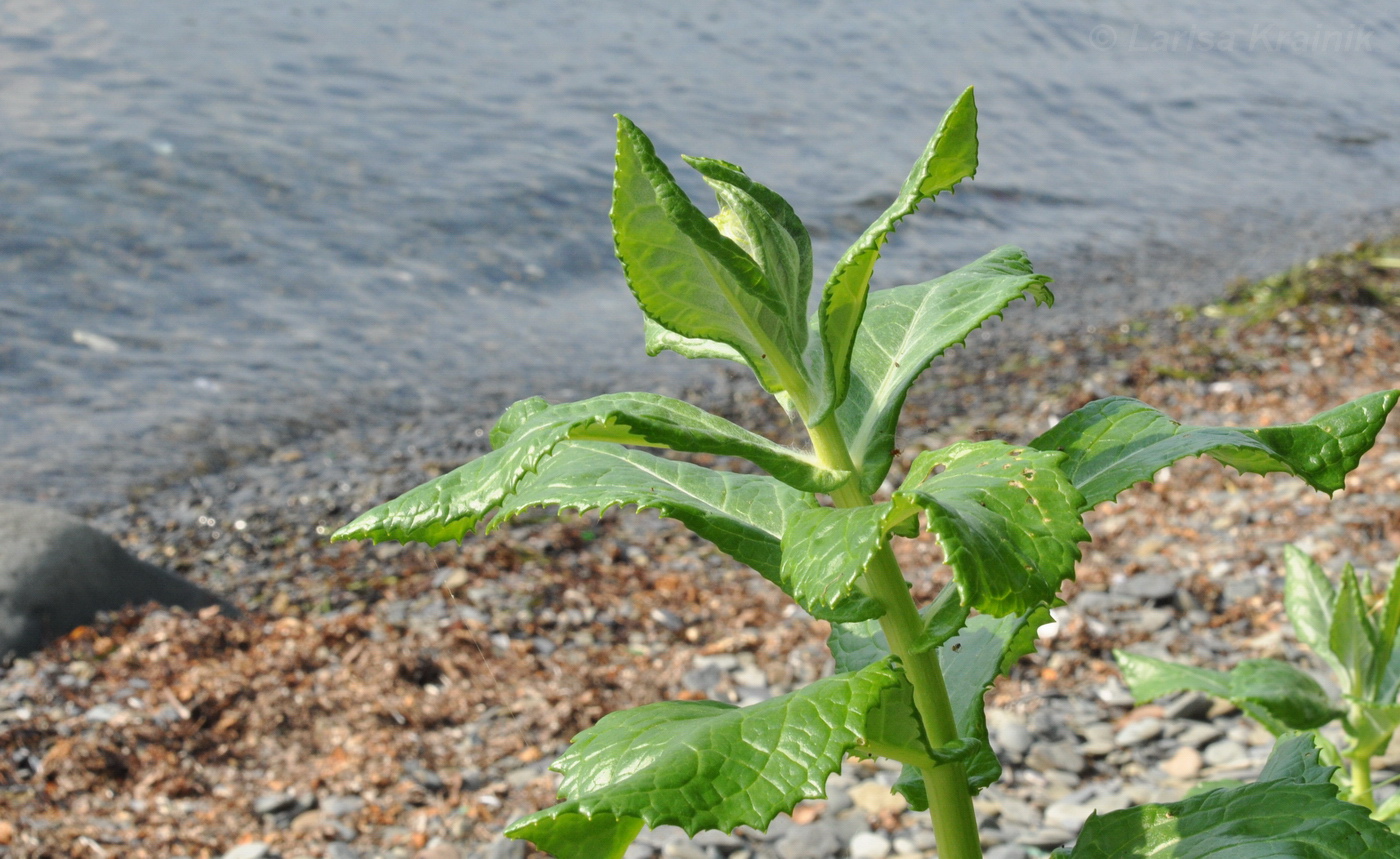 Image of Senecio pseudoarnica specimen.