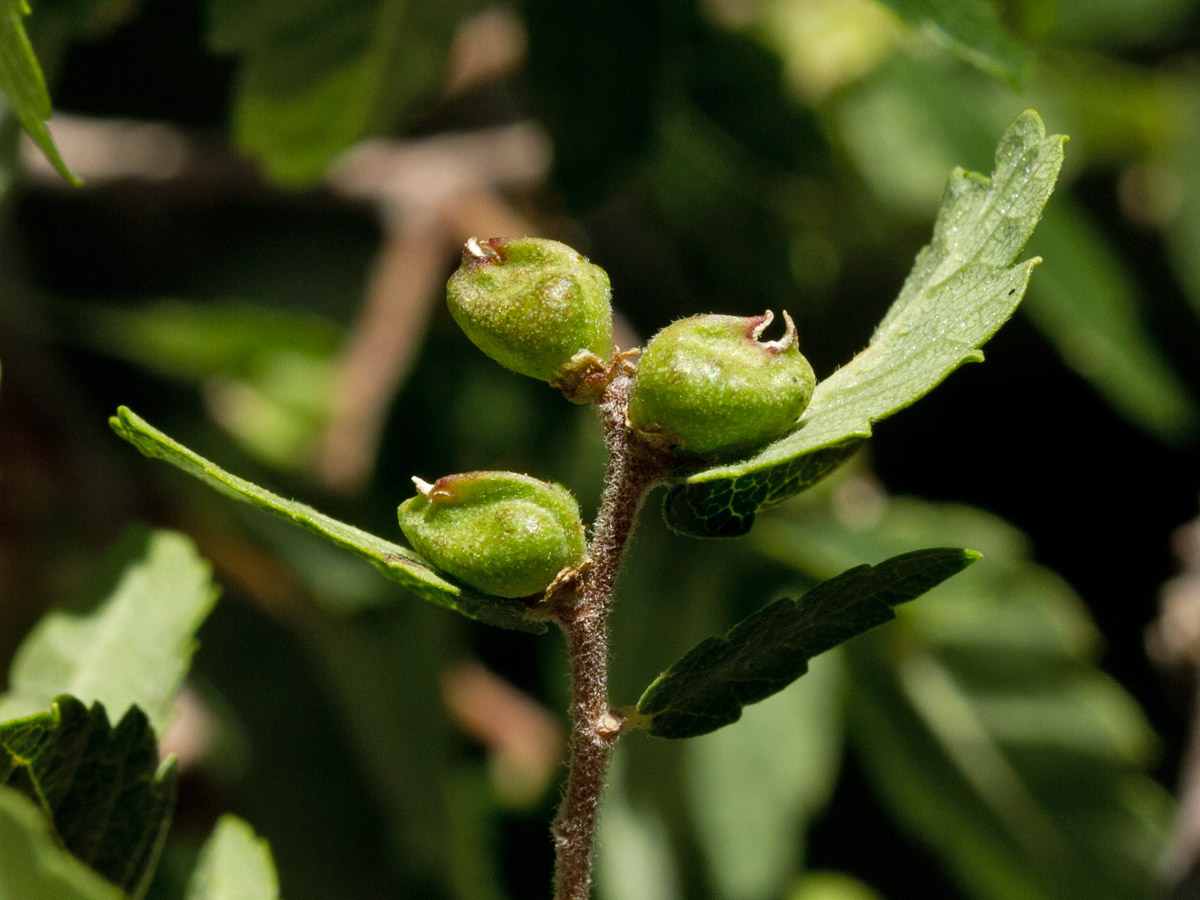 Image of Zelkova abelicea specimen.